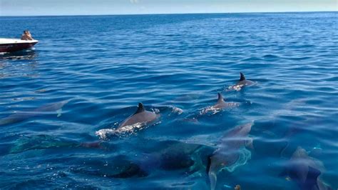 Mauritius Dolphin Watching Half Day: A Detailed Review