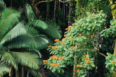 Mauritius native plants