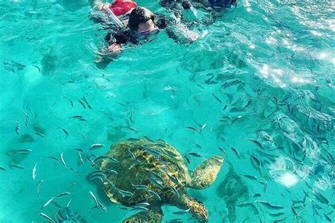 Snorkel con tortugas en Mauricio