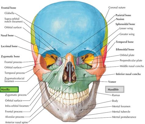 Maxilla bone, maxilla anatomy & maxilla function