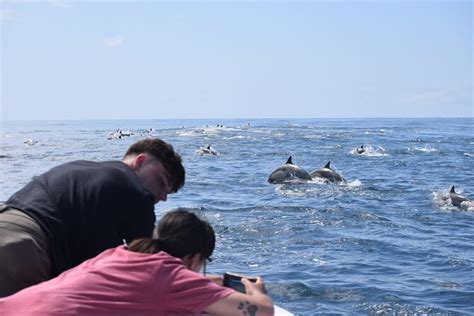 Maximizing Dolphin Watching