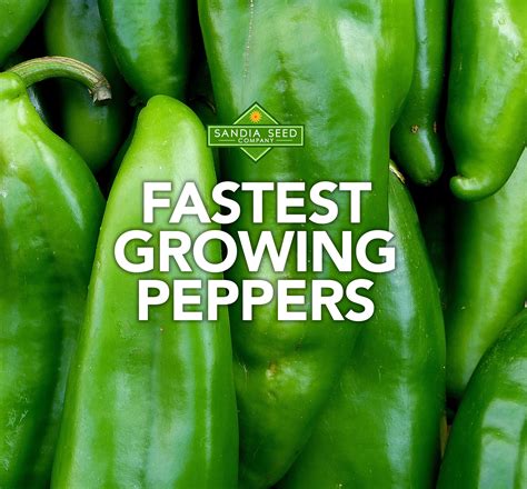 Maximizing Light Exposure for Faster Pepper Growth