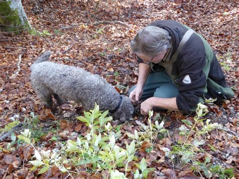 Maximizing Truffle Hunting Experience