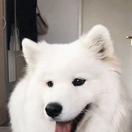 Samoyed Dog GIFs Tenor