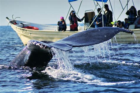 Mazatlan Whale Watching