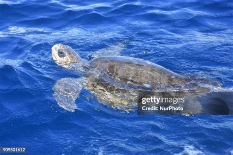Mazunte Sea Turtle