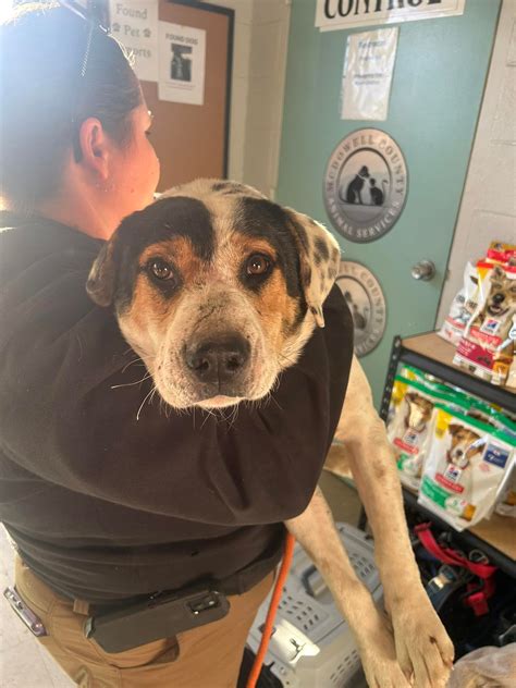 Mcdowell County Animal Control in Marion, NC - Providing Safe and Humane Care for Animals