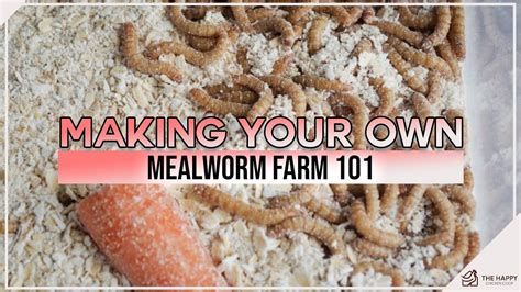 Mealworm Farm Business