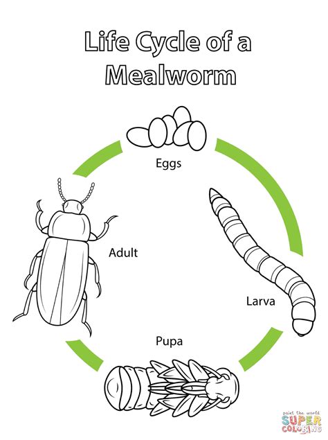 Mealworm Life Cycle Worksheet