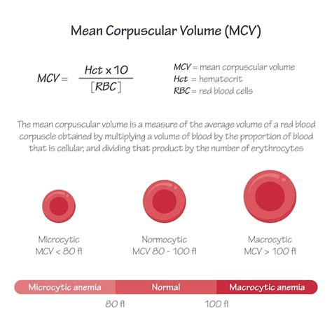 Mean Corpuscular Volume MCV