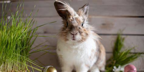 Mean Easter Bunny