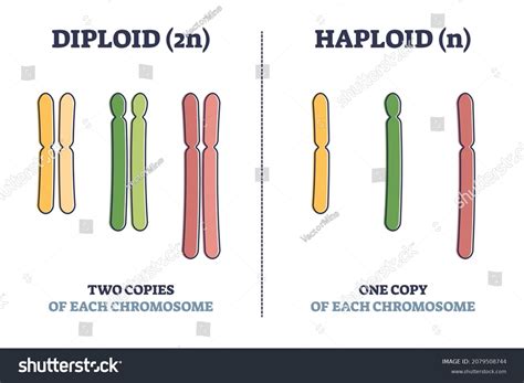 Meaning Of Diploid And Haploid