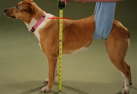 Measuring Dog Height without a Tape Measure