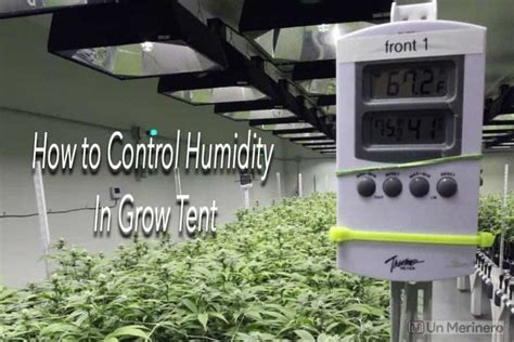 Measuring Humidity in Your Grow Tent