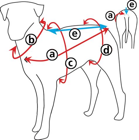 Measuring Your Dog