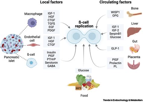 Mechanisms of Beta Cell Repair