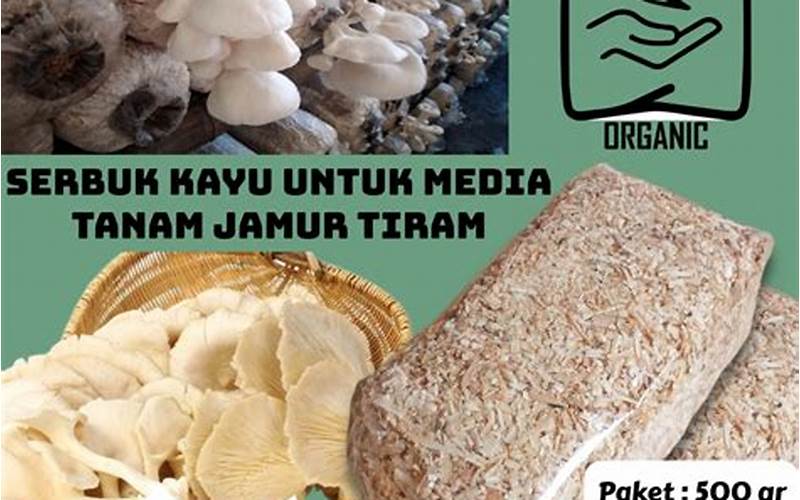 Media Jamur Tiram Dari Serbuk Kayu