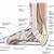 Medial Foot Anatomy