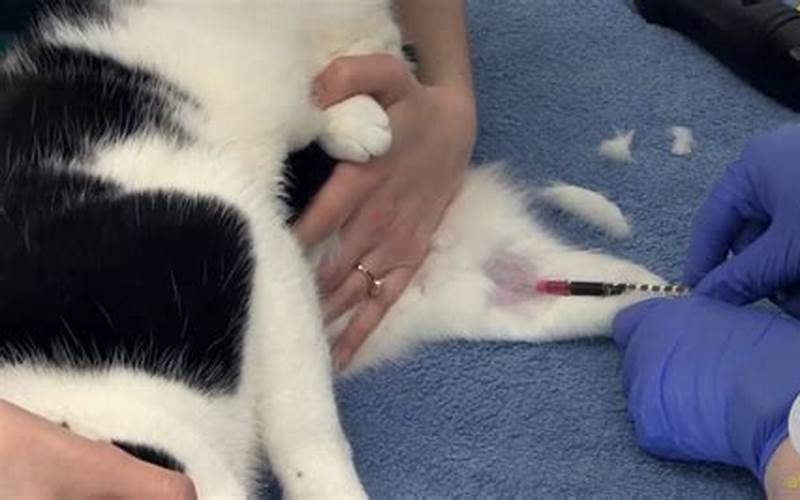 Understanding the Medial Saphenous Vein in Cats: An Overview