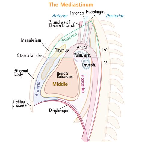 Mediastinum Anatomy Anatomy Drawing Diagram