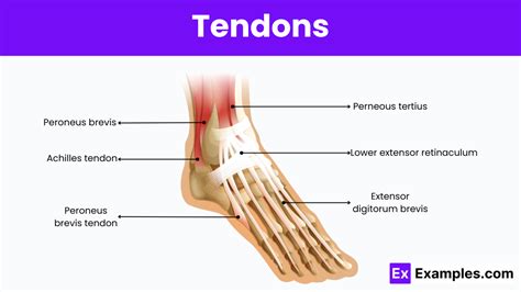 Tendon: Understanding its Definition and Functions in Medicine