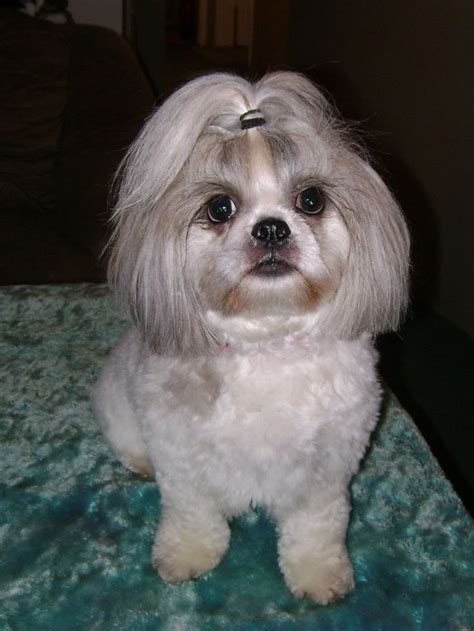 girl shih tzu haircuts Shih Tzus feeling clean and pretty after a pet