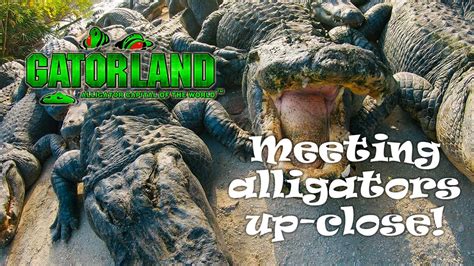 Meeting the Alligators