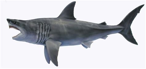 Megalodon