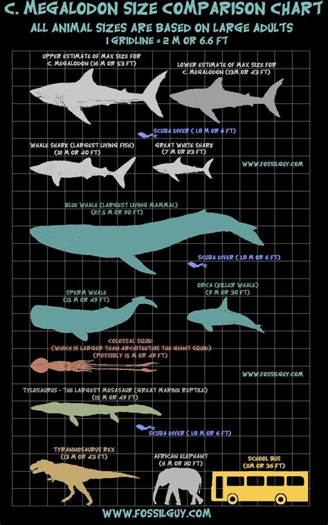 Megalodon Shark Size Chart