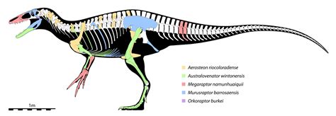 Anatomy and Structure of Megaraptor