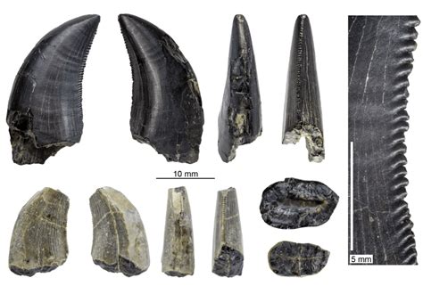 Megaraptor Fossils