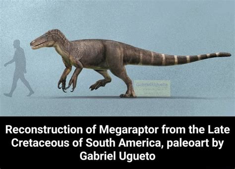 Megaraptor Reconstruction