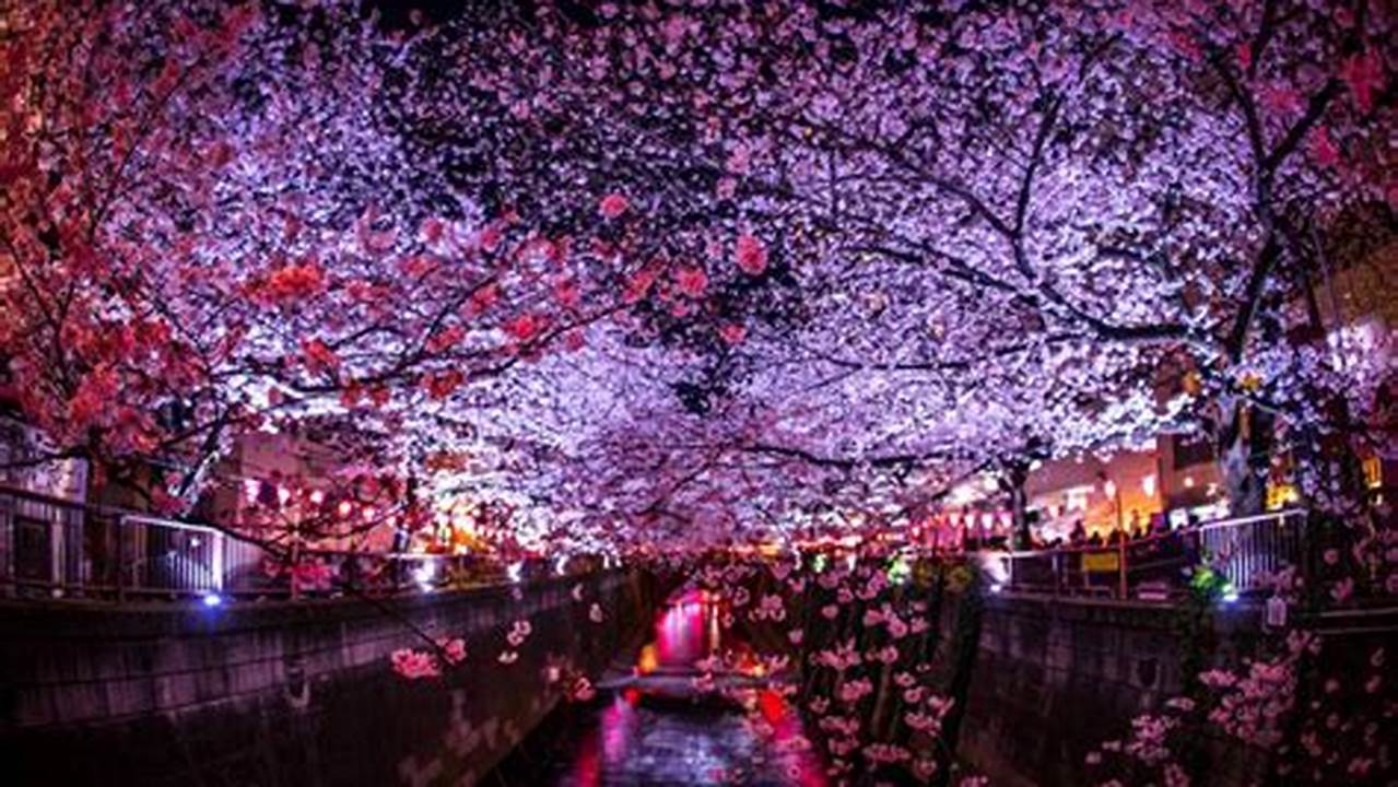 Meguro River Cherry Blossom Festival 2024