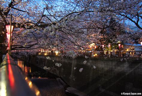 Meguro-gawa Sakura Festival
