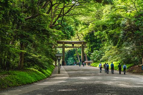 Meiji Shrine forest