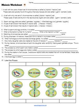 Meiosis Vocabulary Worksheet Answer Key