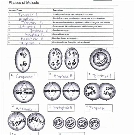 Meiosis Worksheet Answers Key