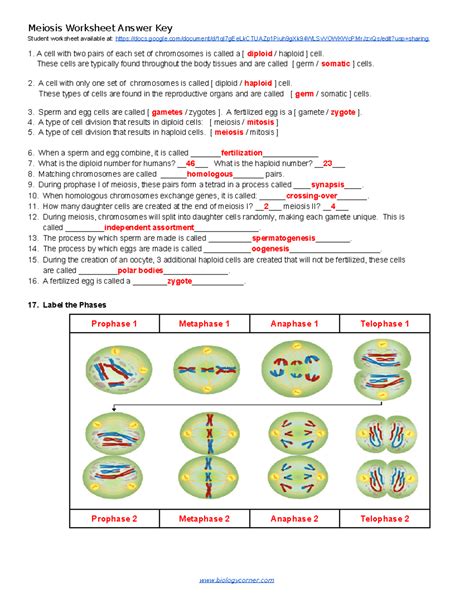 Meiosis Review Worksheet Answer Key