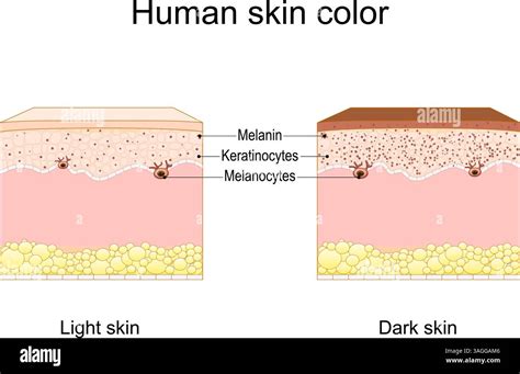 Melanin and Pigmentation
