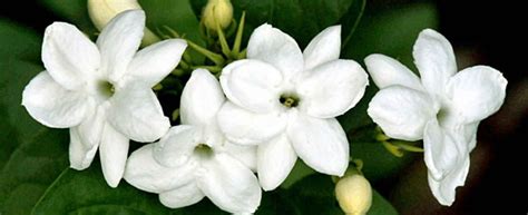 Melati