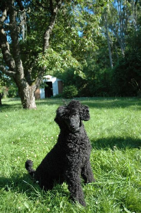 Mellan Pudel Svart: The Elegant And Intelligent Dog Breed