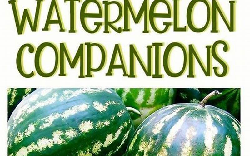 Melon Companion Planting