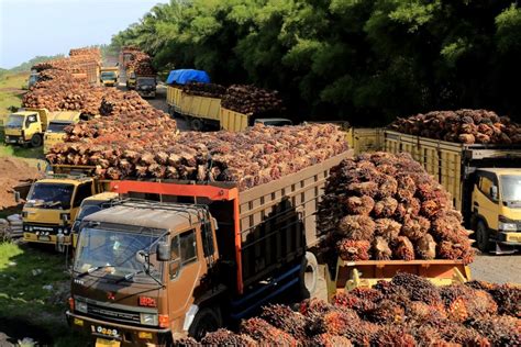 Memahami Harga Sawit 1 Kg di Indonesia