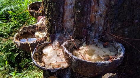 Memahami Harga Getah Pinus
