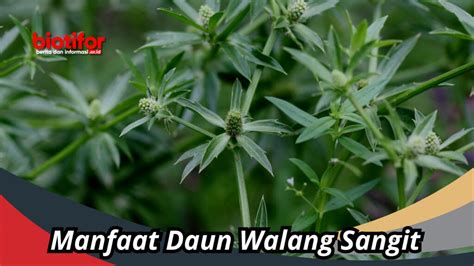 Memasak Daun Walang Sangit