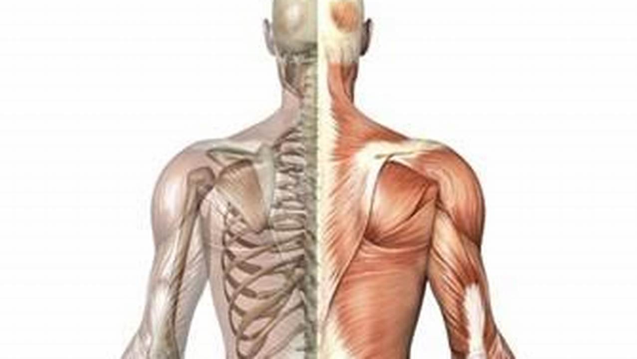 Membangun Otot Dan Tulang, Manfaat