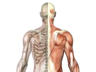 Membangun Kekuatan Otot dan Tulang