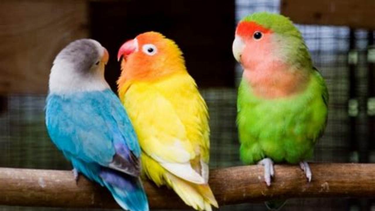 Membantu Burung Lovebird Untuk Berkembang Biak, Manfaat