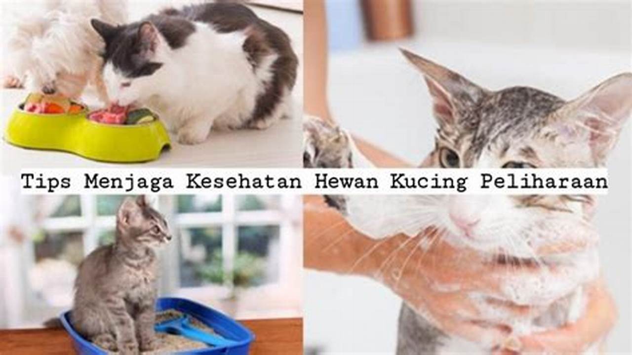 Membantu Menjaga Kesehatan Kucing, Resep6-10k
