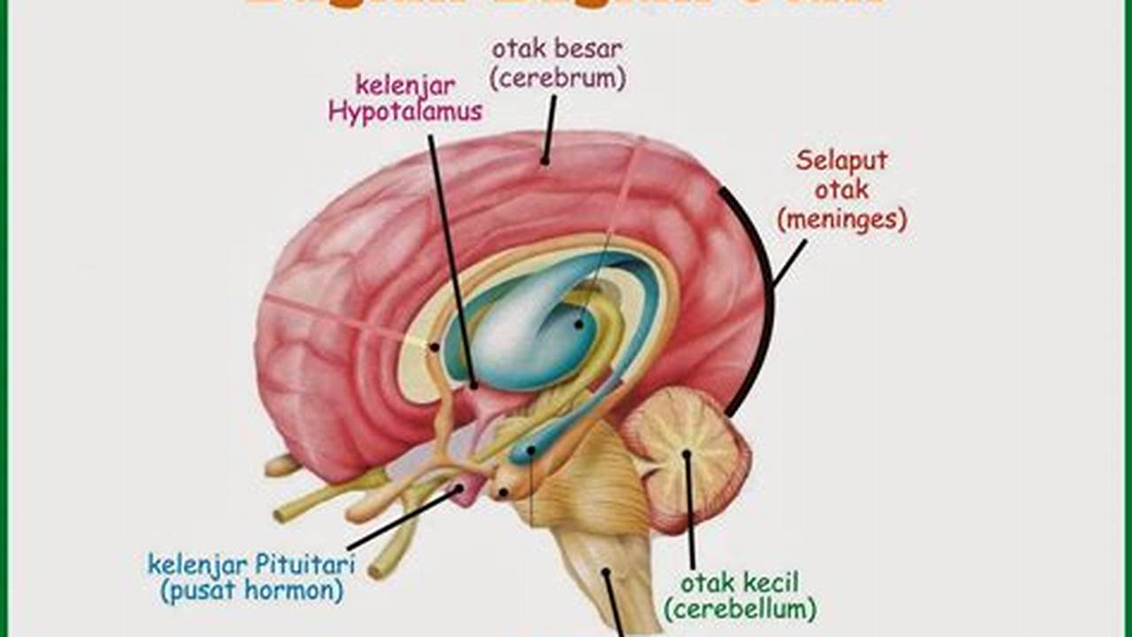 Membantu Perkembangan Otak Dan Mata, Manfaat